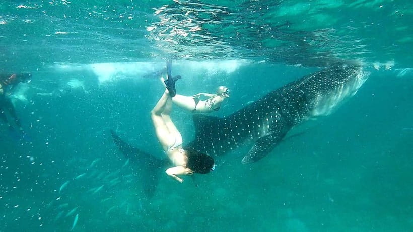 Cebu Oslob: Whale Shark Watching Experience - Breakfast and a slower pause after the swim