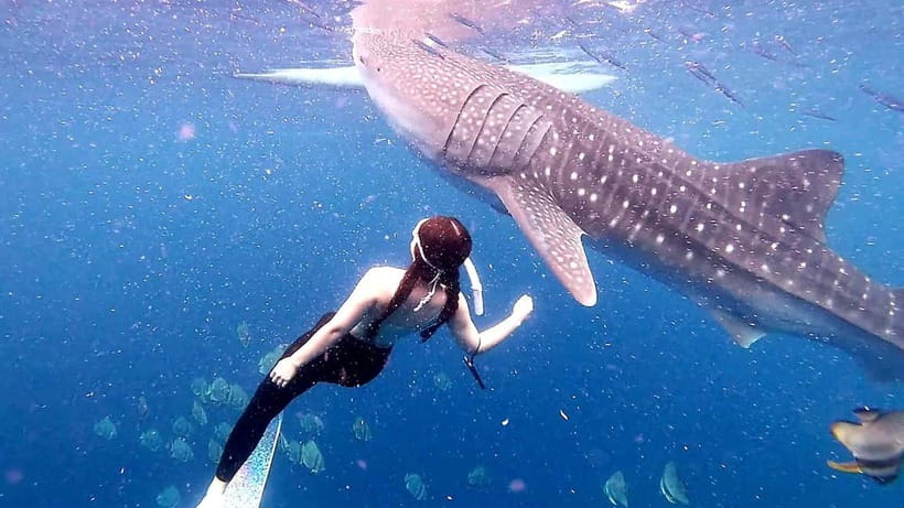 Cebu Oslob: Whale Shark Watching Experience - Tumalog Falls and Sumilon Island as optional extras