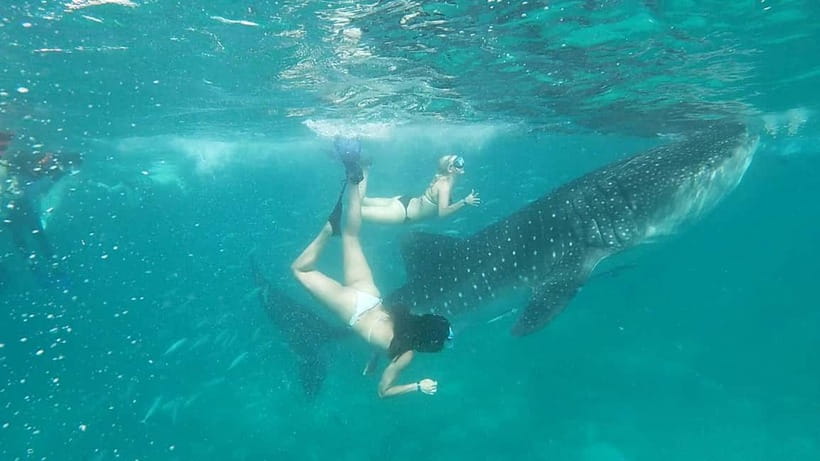Cebu Oslob: Whale Shark Watching Experience - Should you book the Oslob whale shark trip?