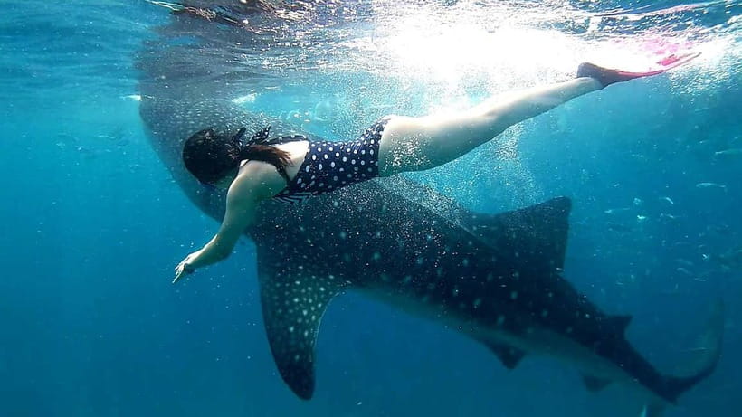 Cebu Oslob: Whale Shark Watching Experience - Arriving at the Oslob whale shark area