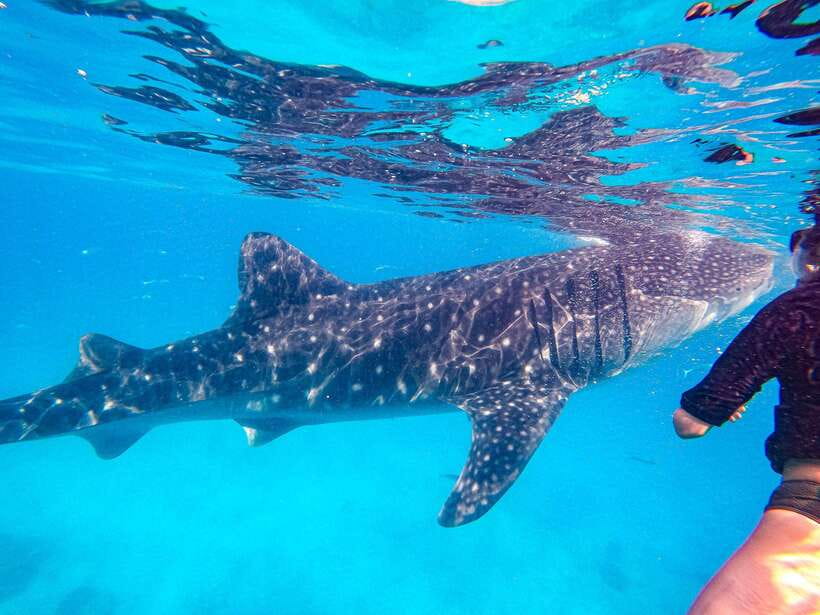 Cebu: Oslob Whale Sharks, Moalboal Sardine Run & Turtles - Key points to know before booking