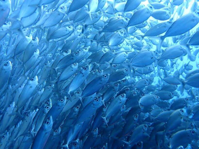 Cebu: Oslob Whale Sharks, Moalboal Sardine Run & Turtles - Three Cebu sea experiences in one demanding day
