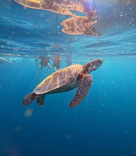 Cebu: Oslob Whale Sharks, Moalboal Sardine Run & Turtles - Oslob whale sharks: thrilling, close, and carefully managed