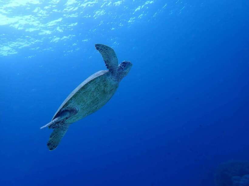 Cebu: Oslob Whale Sharks, Moalboal Sardine Run & Turtles - Moalboal’s turtles and sardine run