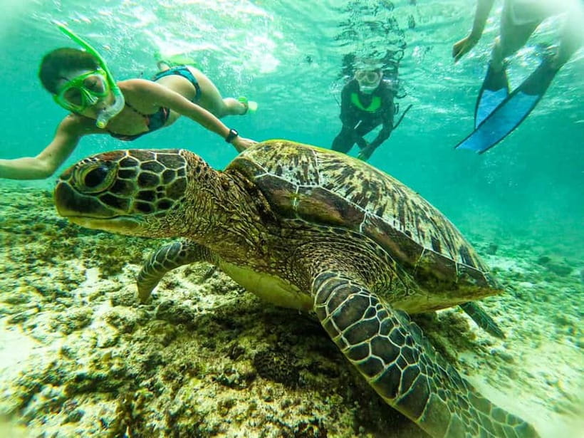 Cebu: Oslob Whale Sharks, Moalboal Sardine Run & Turtles - Who should book this Cebu excursion?