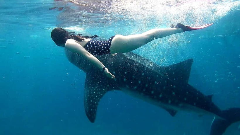Cebu: Oslob Whale Sharks, Tumalog Falls & Sardine Snorkeling - What to pack for the water and the road
