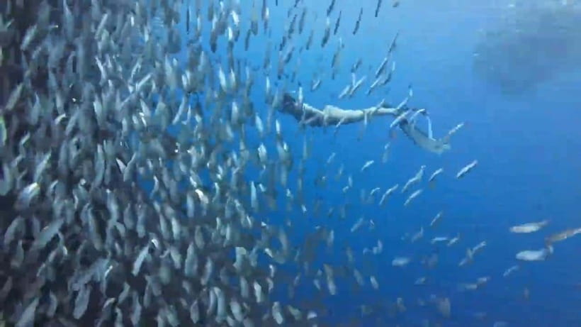 Cebu: Oslob Whale Sharks, Tumalog Falls & Sardine Snorkeling - Meeting the whale sharks in Oslob