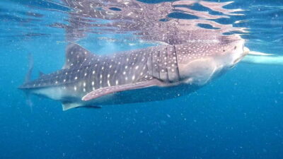 Cebu: Oslob Whale Sharks, Tumalog Falls & Sardine Snorkeling