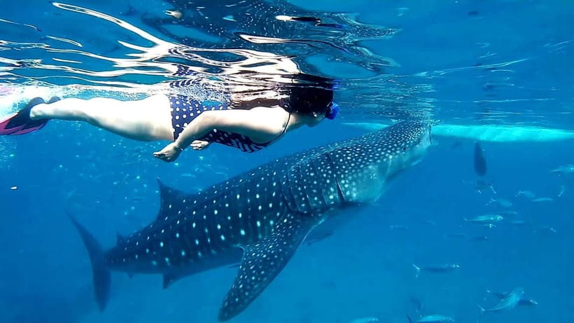 Cebu: Oslob Whale Sharks, Tumalog Falls & Sardine Snorkeling - Tumalog Falls gives the day a needed pause