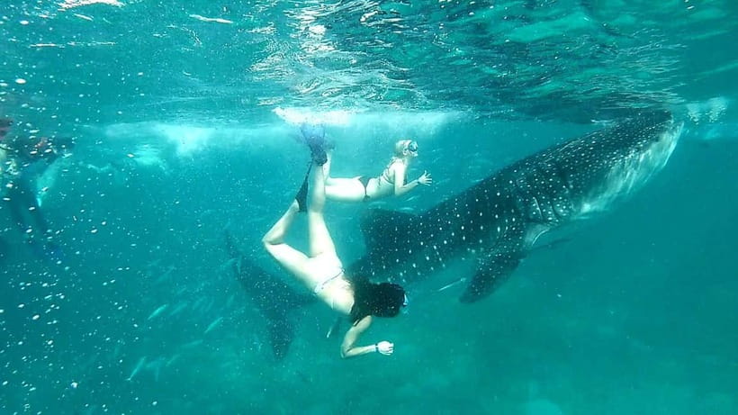 Cebu: Oslob Whale Sharks, Tumalog Falls & Sardine Snorkeling - Lunch, then Moalboal’s sardine run