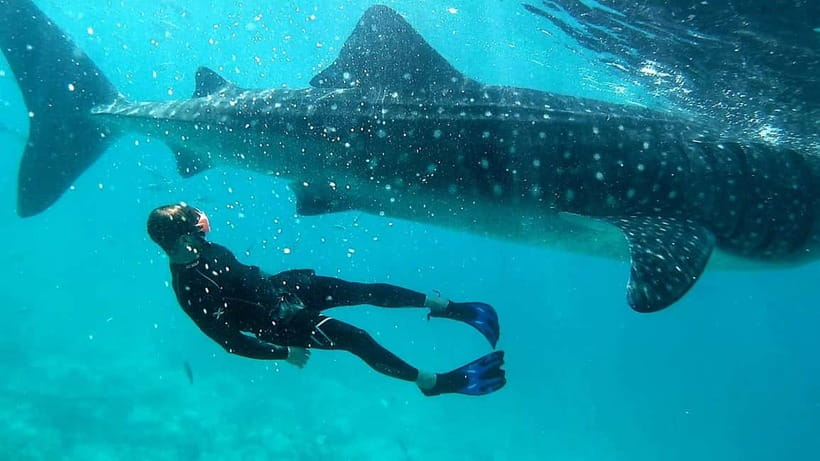 Cebu: Oslob Whale Sharks, Tumalog Falls & Sardine Snorkeling - Shared or private: which option makes sense?