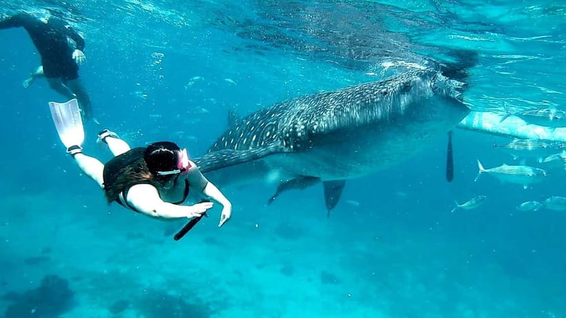 Cebu: Oslob Whale Sharks, Tumalog Falls & Sardine Snorkeling - What the long return journey feels like
