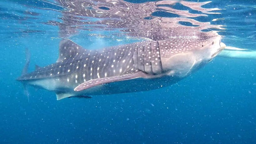 Cebu: Oslob Whale Sharks, Tumalog Falls & Sardine Snorkeling - The 2:00 AM pickup and the road to Oslob