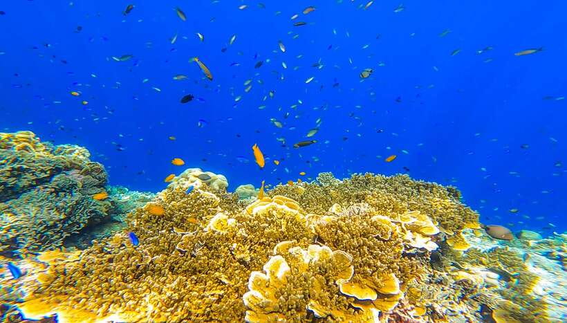 Cebu: Sumilon Sand Bar, Whale Sharks & Sardines Snorkeling - Key points to know before booking