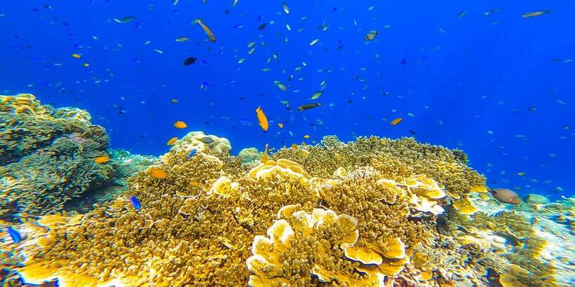 Cebu: Sumilon Sand Bar, Whale Sharks & Sardines Snorkeling - What $126 includes, and what it does not