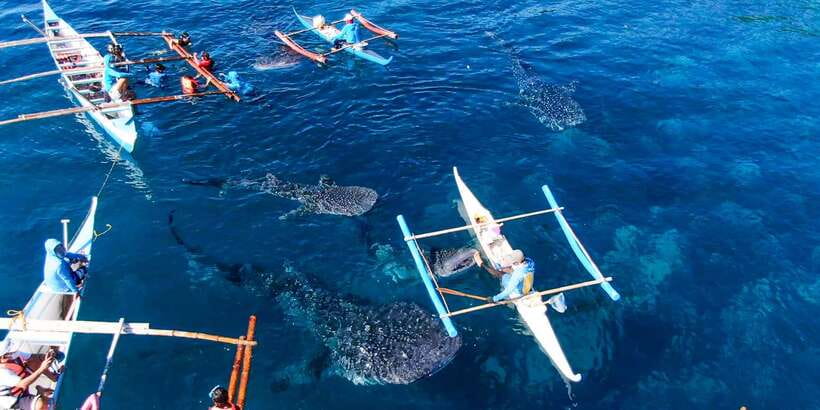 Cebu: Sumilon Sand Bar, Whale Sharks & Sardines Snorkeling - Who will enjoy this, and who may not