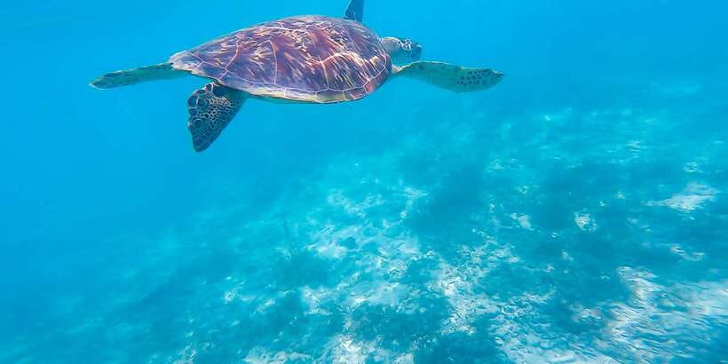 Cebu: Sumilon Sand Bar, Whale Sharks & Sardines Snorkeling - Should you book this Cebu adventure?