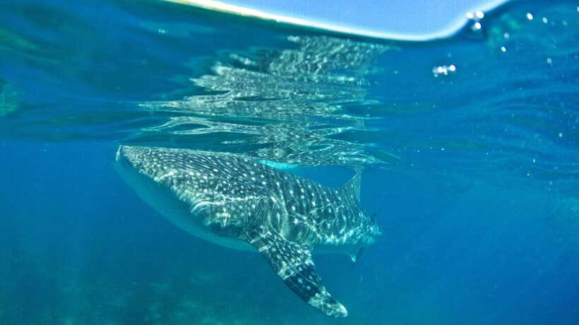 Cebu: Whale Shark Encounter and Kawasan Canyoneering - What the Kawasan Falls finish adds