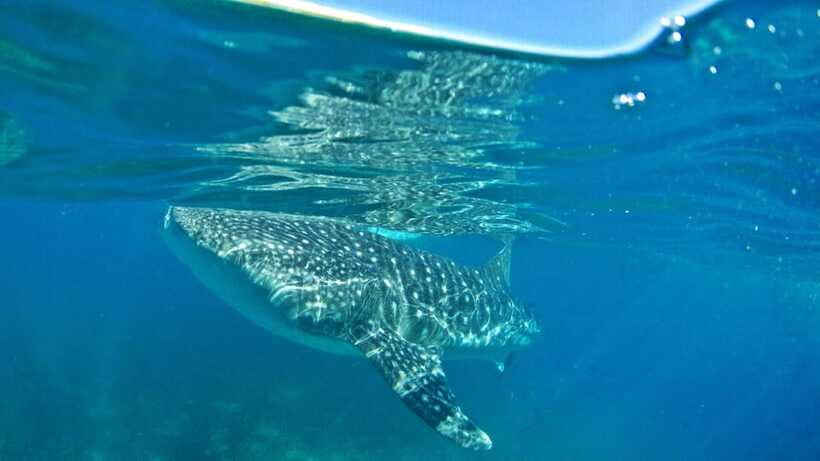 Cebu: Whale Shark Encounter and Kawasan Canyoneering - Fitness, safety, and the right level of adventure