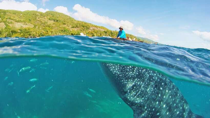 Cebu: Whale Shark Encounter and Kawasan Canyoneering - Returning to Cebu, the port, or the airport