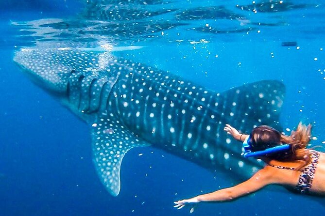 Cebu Whale Shark Encounter, Moalboal Sardines & Tumalog Falls - Oslob whale sharks: thrilling, busy, and worth considering carefully