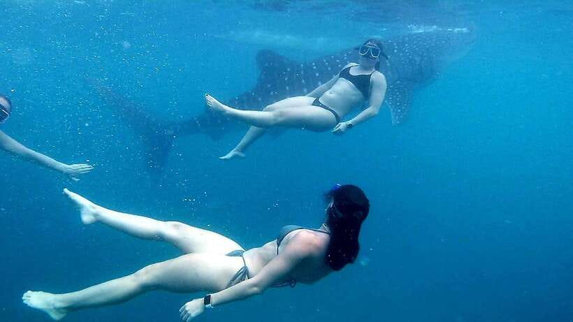 Cebu: Whale Shark, Inambakan Falls & Moalboal Sardine Tour - Breakfast on the road