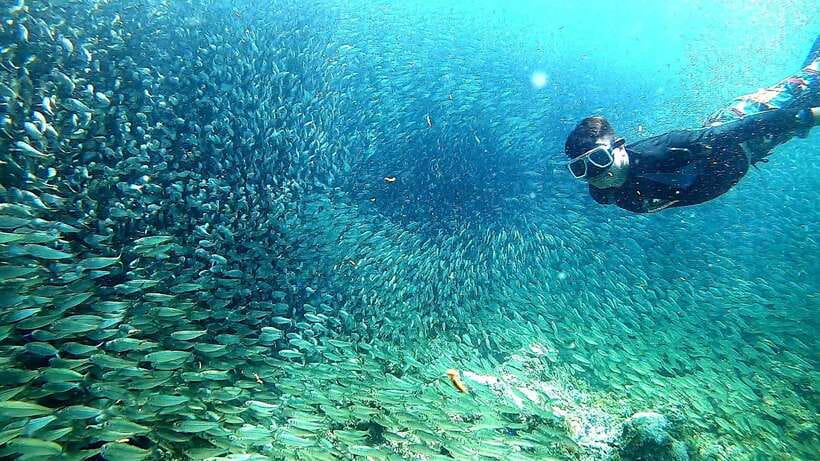 Cebu: Whale Shark, Inambakan Falls & Moalboal Sardine Tour - Who should book this Cebu tour?