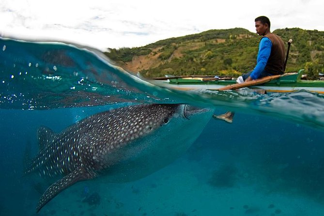 Cebu Whale Shark Interaction, Moalboal Sea Turtles, Sardines Run & Canyoneering - Why this Cebu combination works