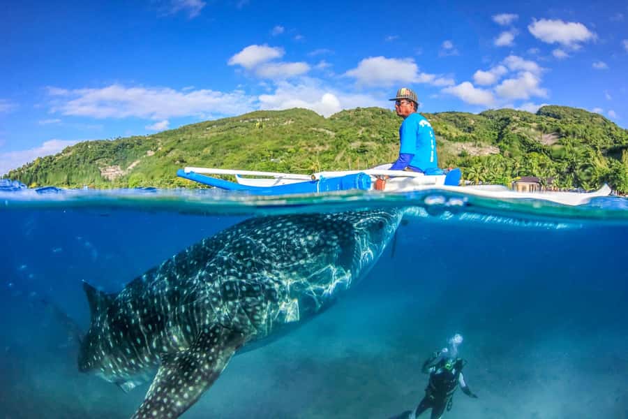 Cebu: Whale Shark, Monkey Sanctuary, & Moalboal Snorkel Tour - Who should book this long Cebu day?
