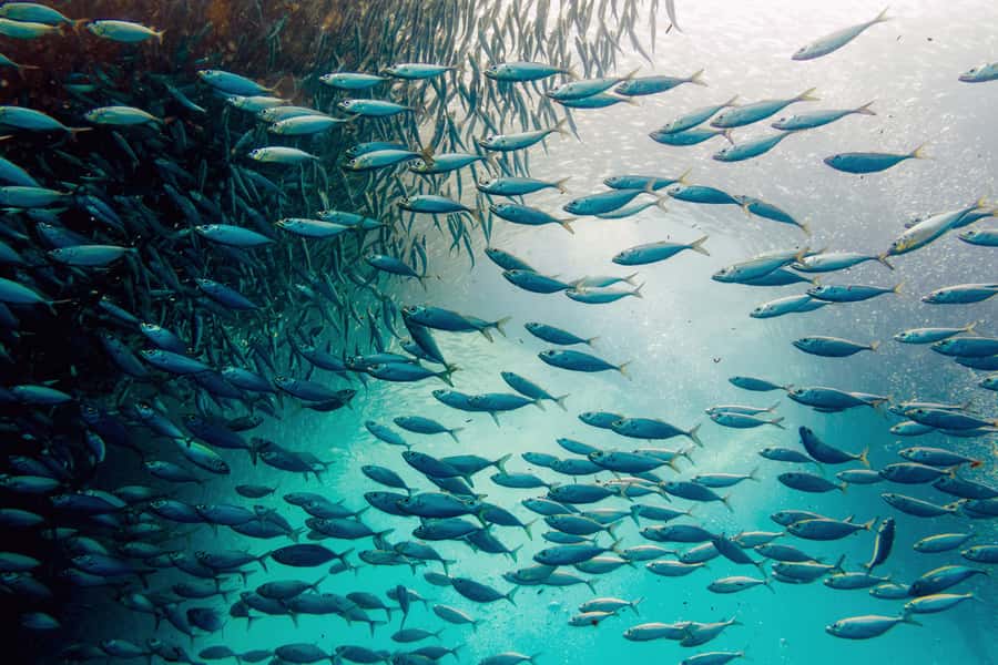 Cebu: Whale Shark, Monkey Sanctuary, & Moalboal Snorkel Tour - Why this Cebu day works best for a one-day visit