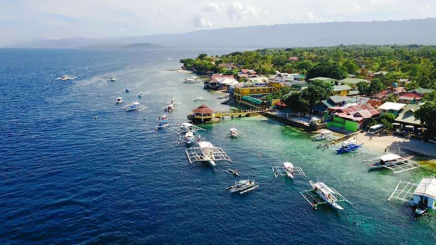 Cebu: Whale Shark, Monkey Sanctuary, & Moalboal Snorkel Tour - The Oslob monkey sanctuary in 45 minutes