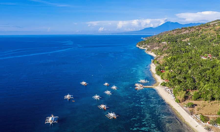 Cebu: Whale Shark, Monkey Sanctuary, & Moalboal Snorkel Tour - Moalboal’s sardine run at Panagsama Beach