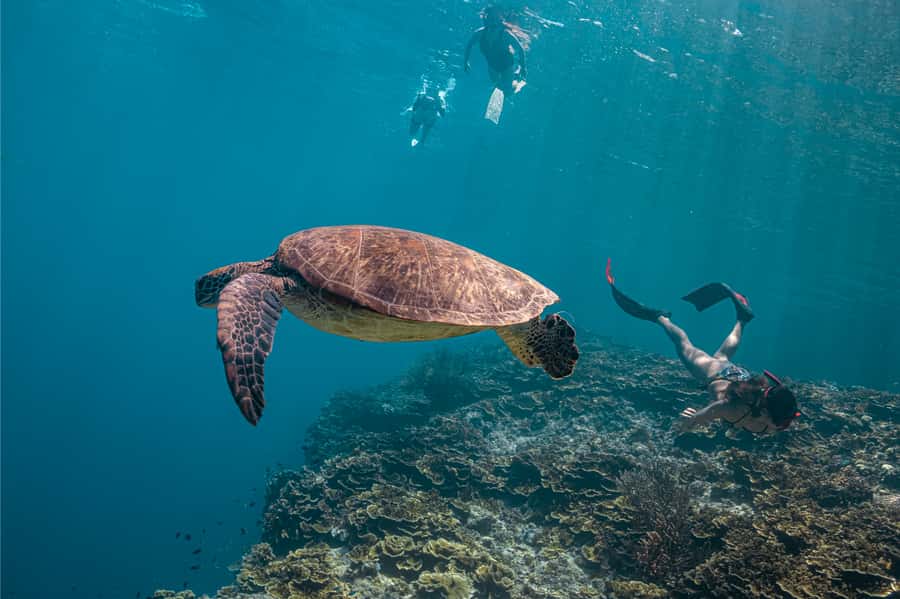 Cebu: Whale Shark, Monkey Sanctuary, & Moalboal Snorkel Tour - The 4 a.m. reality and the ride south