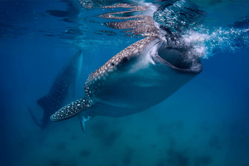 Cebu: Whale Shark, Monkey Sanctuary, & Moalboal Turtles Tour - Should you book it?