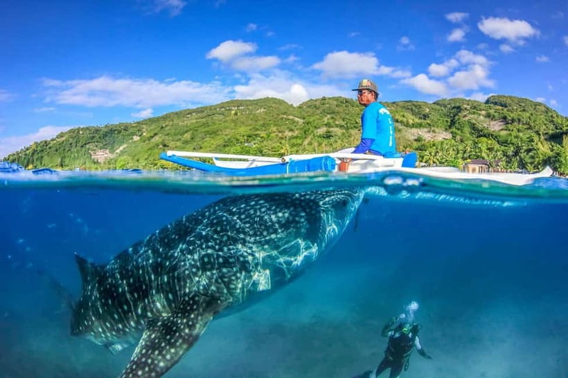 Cebu: Whale Shark, Monkey Sanctuary, & Moalboal Turtles Tour - Three Cebu highlights packed into one road day