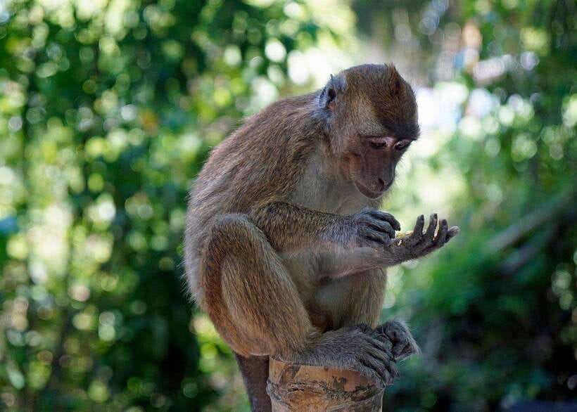 Cebu: Whale Shark, Monkey Sanctuary, & Moalboal Turtles Tour - The monkey sanctuary stop near Oslob