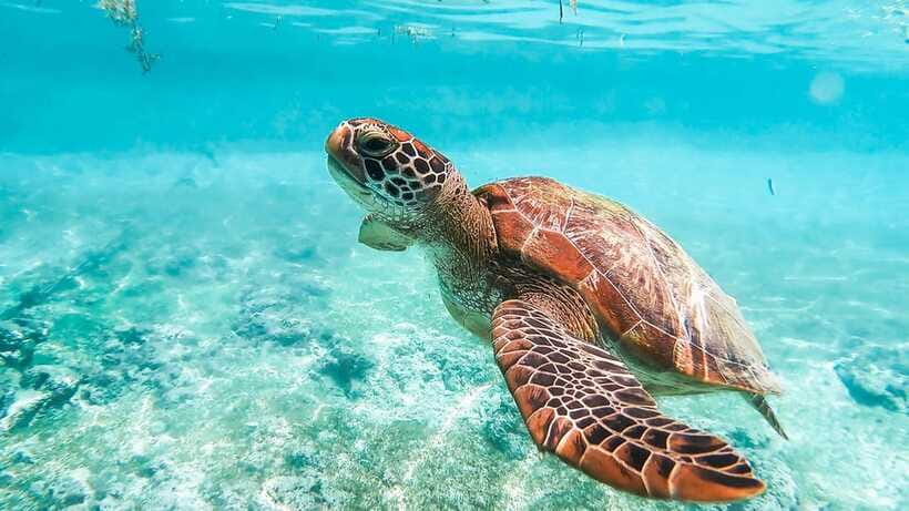 Cebu: Whale Shark, Monkey Sanctuary, & Moalboal Turtles Tour - GoPro photos and underwater help