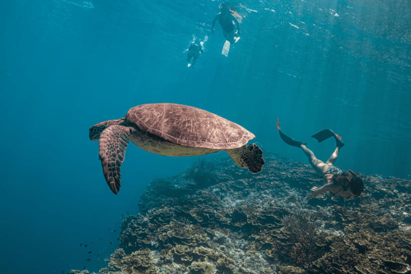 Cebu: Whale Shark, Monkey Sanctuary, & Moalboal Turtles Tour - Lunch, snacks, and the real cost