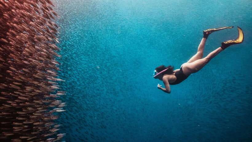 Cebu: Whale Shark, Monkey Sanctuary, & Moalboal Turtles Tour - Who should book this Cebu tour?