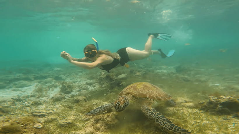 Cebu: Whale Shark Oslob and Moalboal Snorkeling Adventure - Why This Cebu Day Trip Works