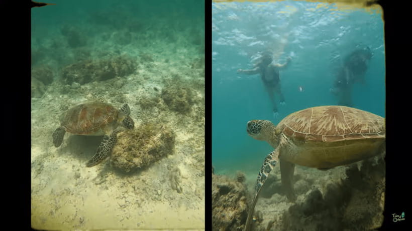 Cebu: Whale Shark Oslob and Moalboal Snorkeling Adventure - Should You Book the Oslob and Moalboal Tour?