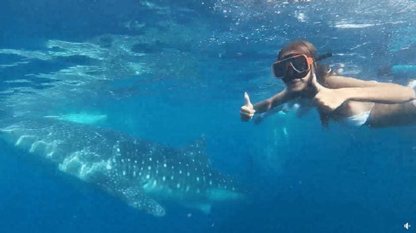 Cebu: Whale Shark Oslob and Moalboal Snorkeling Adventure - The 2 a.m. Road to Oslob