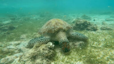 Cebu: Whale Shark Oslob and Moalboal Snorkeling Adventure