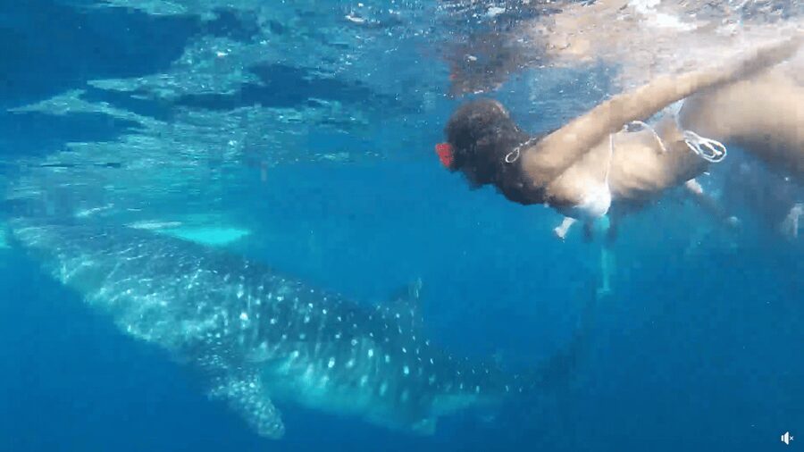 Cebu: Whale Shark Oslob and Moalboal Snorkeling Adventure - Guides, Drivers, and the Human Side