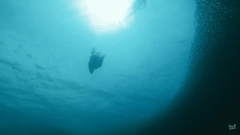 Cebu: Whale Shark Oslob and Moalboal Snorkeling Adventure - Who Should Book This Adventure