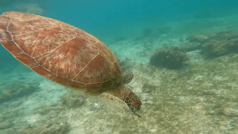 Cebu: Whale Shark Oslob and Moalboal Snorkeling Adventure - A Simple Packing Plan