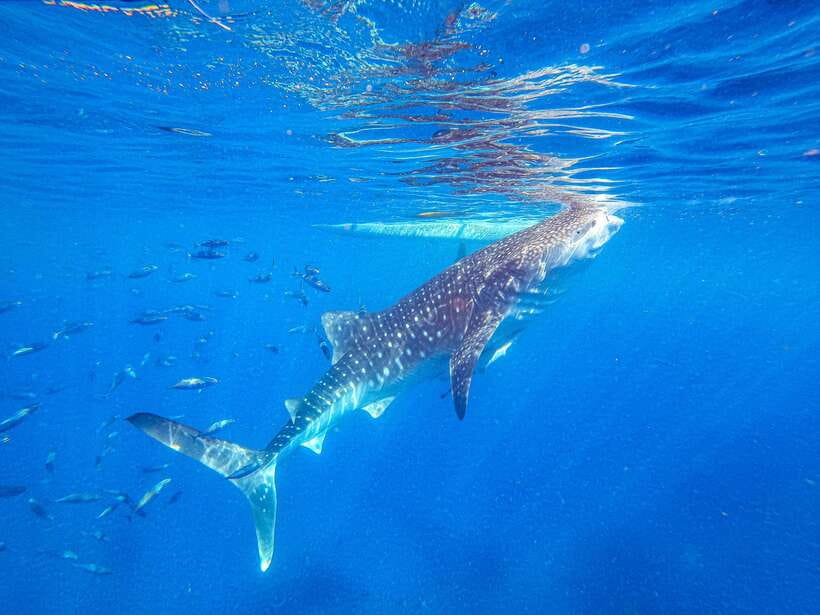 Cebu: Whale Shark Snorkeling & Kawasan Canyoning Tour - Oslob whale shark snorkeling: an early start and a close look