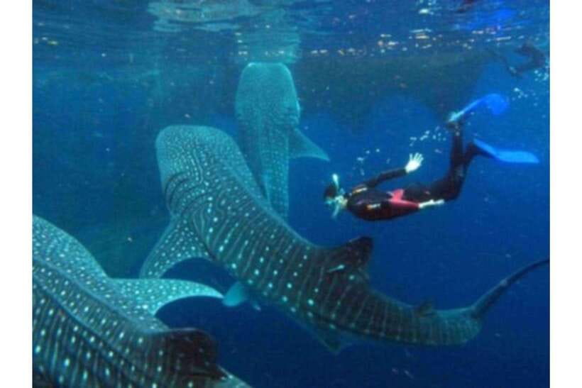 Cebu: Whale Shark Swim and Kawasan Canyoneering Group Tour - Group size, private options, and timing