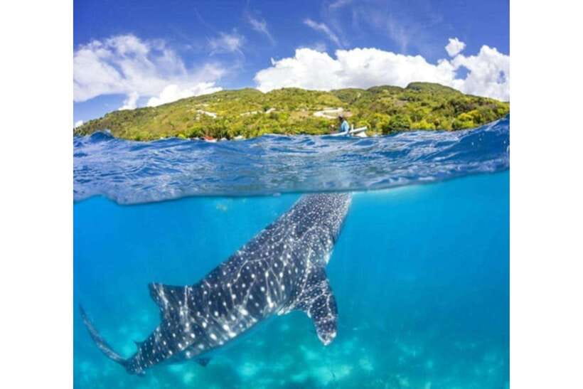 Cebu: Whale Shark Swim and Kawasan Canyoneering Group Tour - Swimming with the whale sharks in Oslob