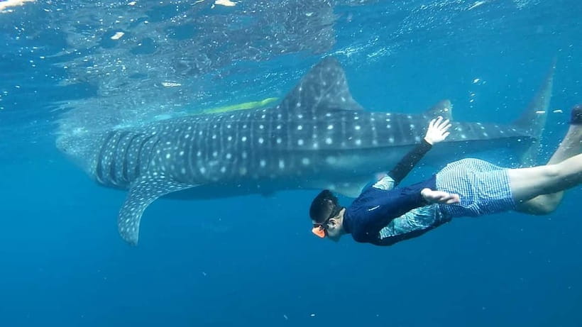 Cebu: Whale Shark Swim and Kawasan Canyoneering Tour - Key points to know before booking